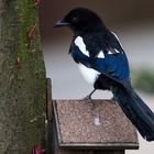 MAGPIE II