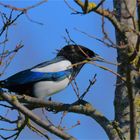 Magpie in march ..