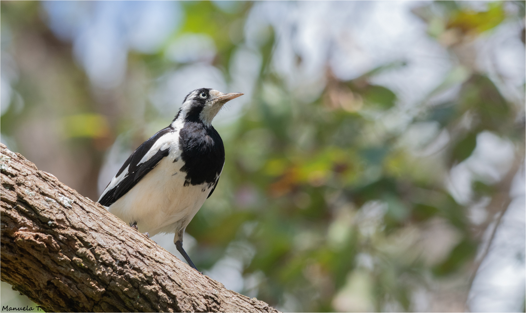 Magpie lark