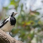 Magpie lark