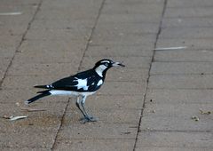 ..Magpie-lark 2..