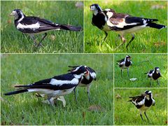 ..Magpie-lark 3..