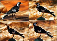 ..Magpie-lark 4..