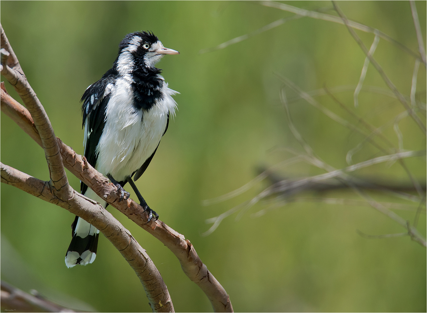 Magpie-lark