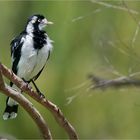 Magpie-lark