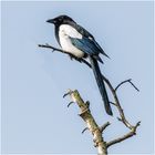 Magpie on the Top