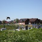 magpie (Pica pica) - flying low onto the marina