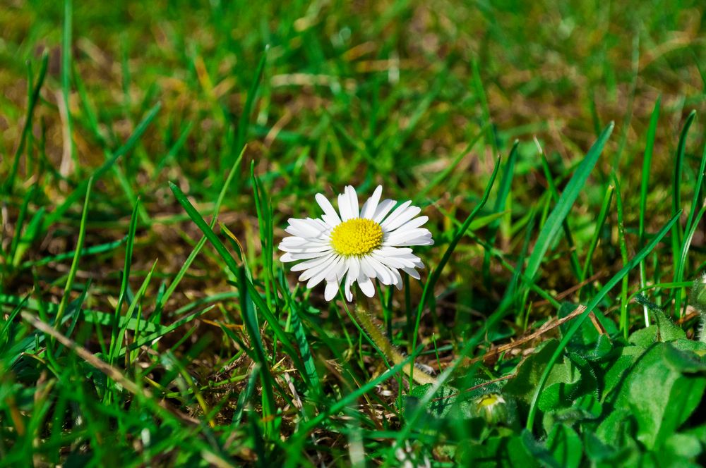 Magrherita Solitaria