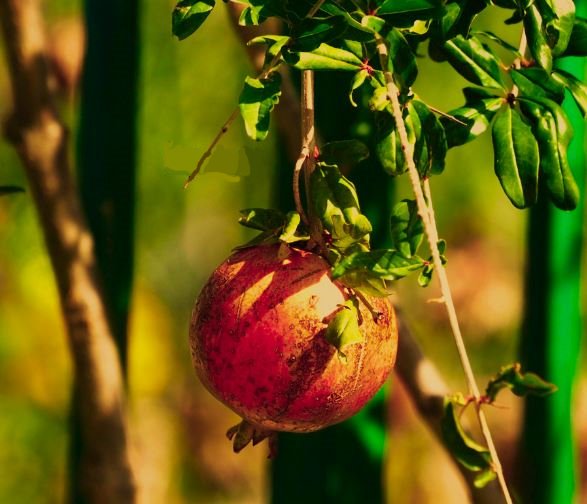 magst Du einen Granatapfel direkt vom Baum