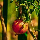 magst Du einen Granatapfel direkt vom Baum