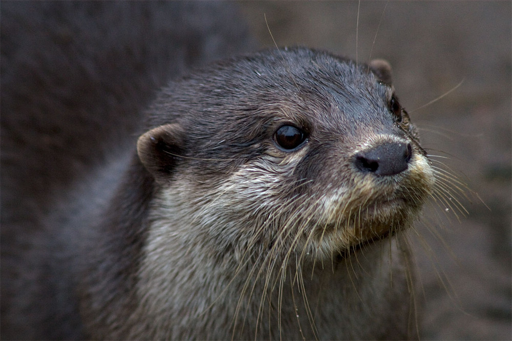 Magst du Fisch Otter?