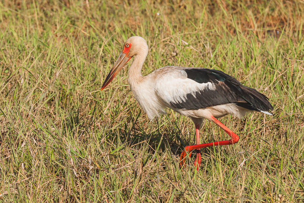 Maguaristorch