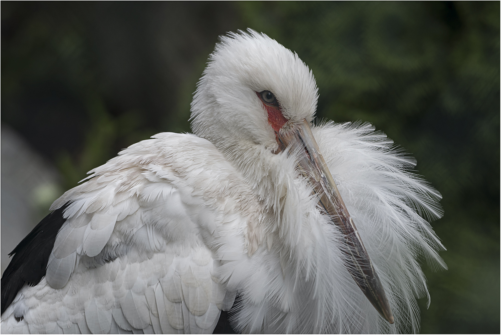 Maguaristorch