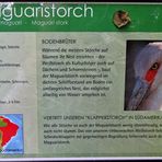 Maguaristorch