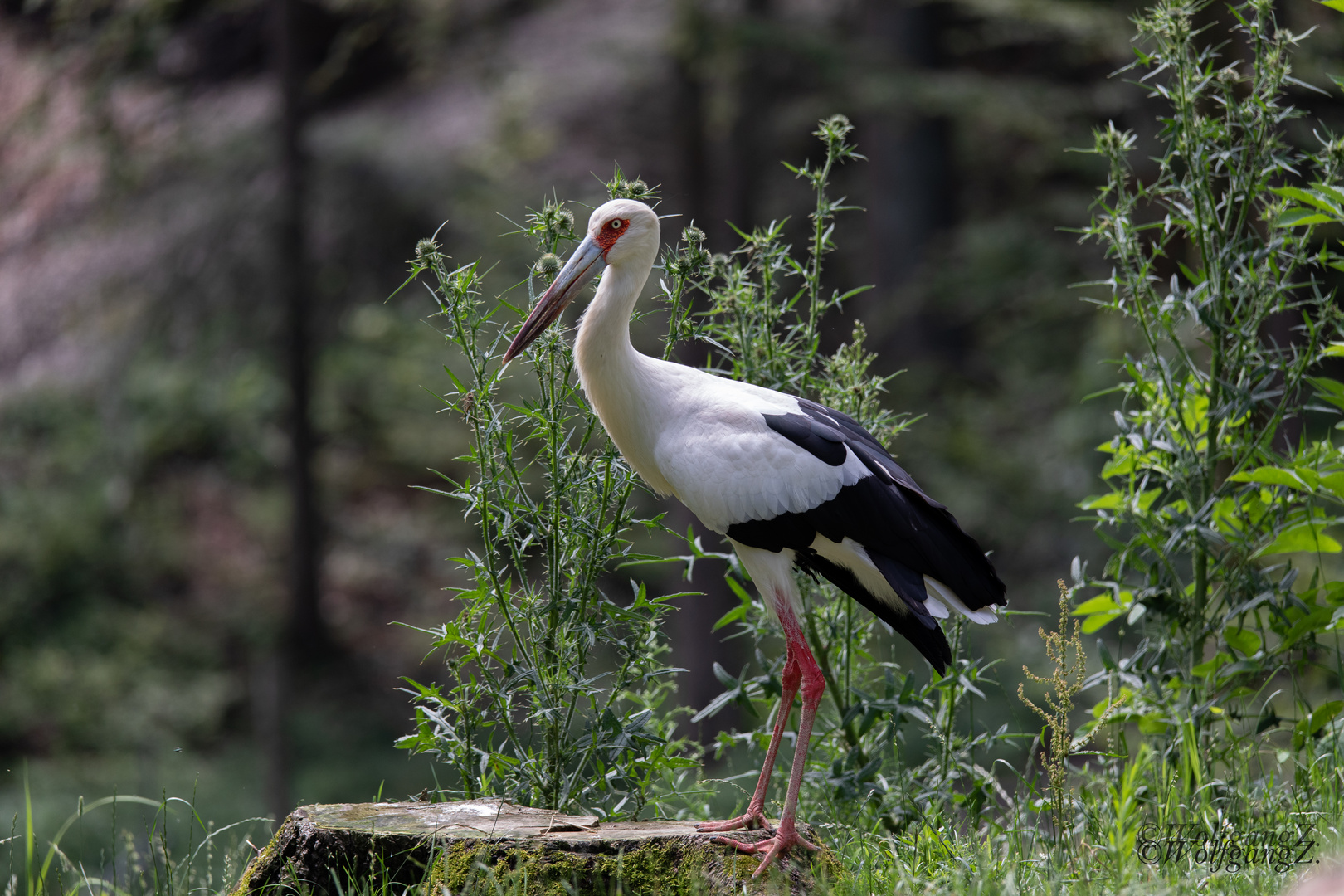  Maguaristorch