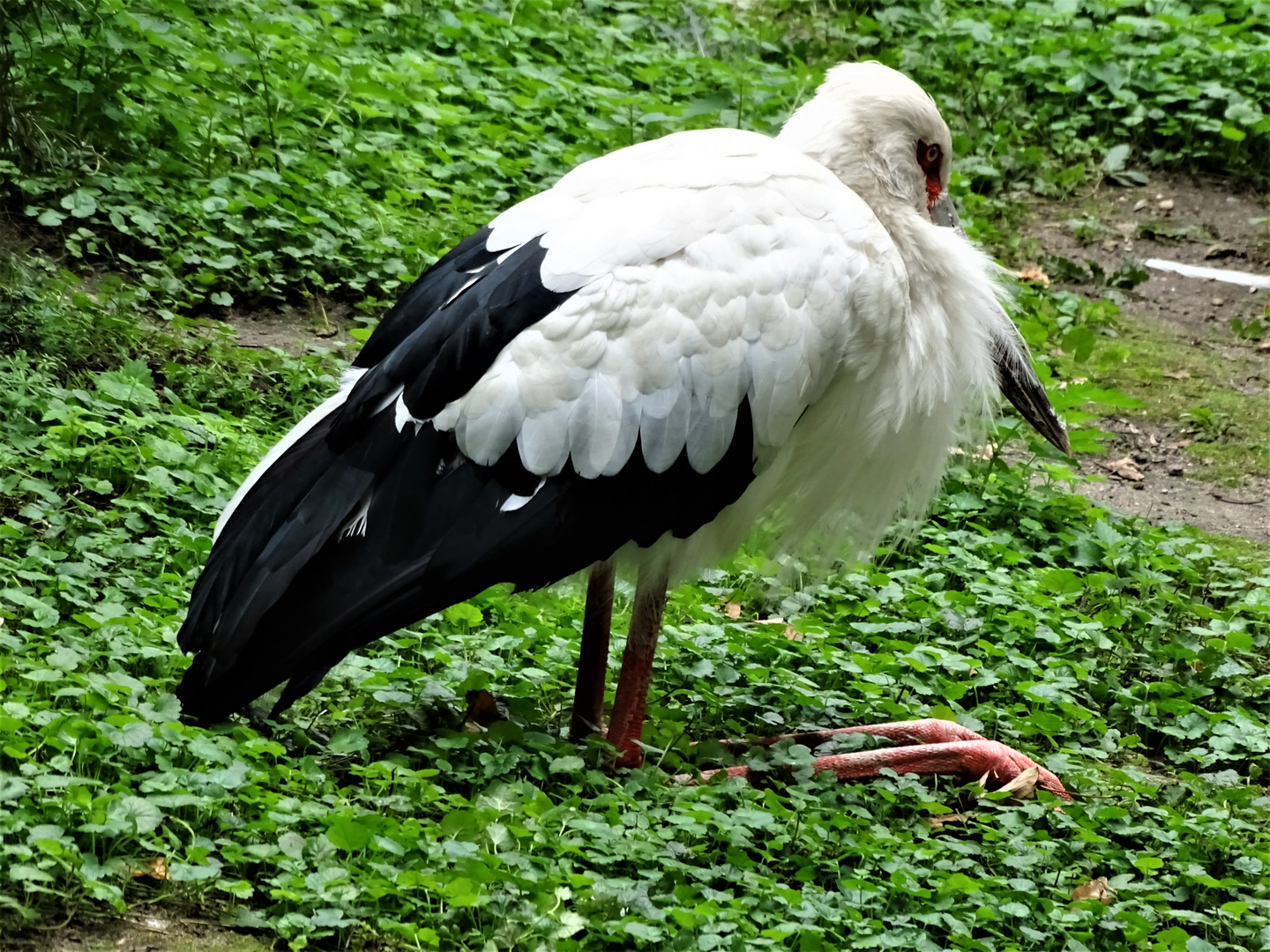 Maguaristorch ( Ciconia maguari )