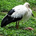 Maguaristorch ( Ciconia maguari )