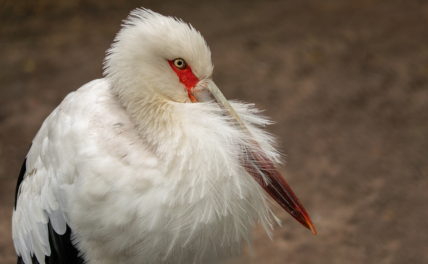 Maguaristorch-Portrait 001