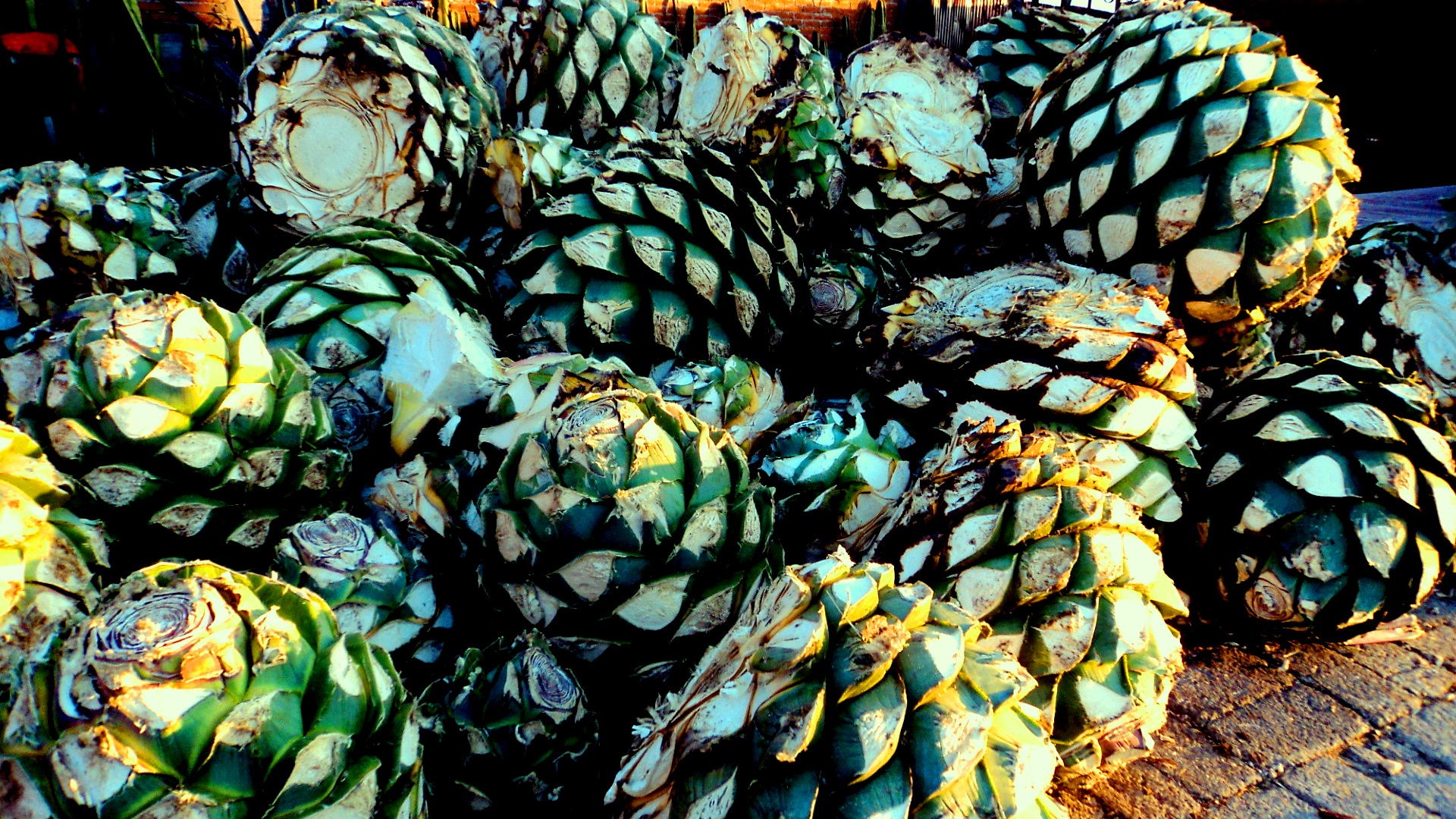 Maguey de mi tierra