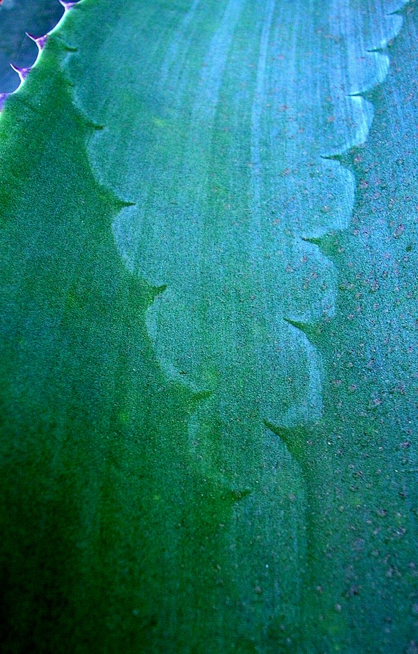 Maguey en Azul