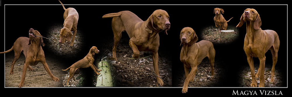 Magya Vizsla