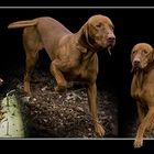 Magya Vizsla