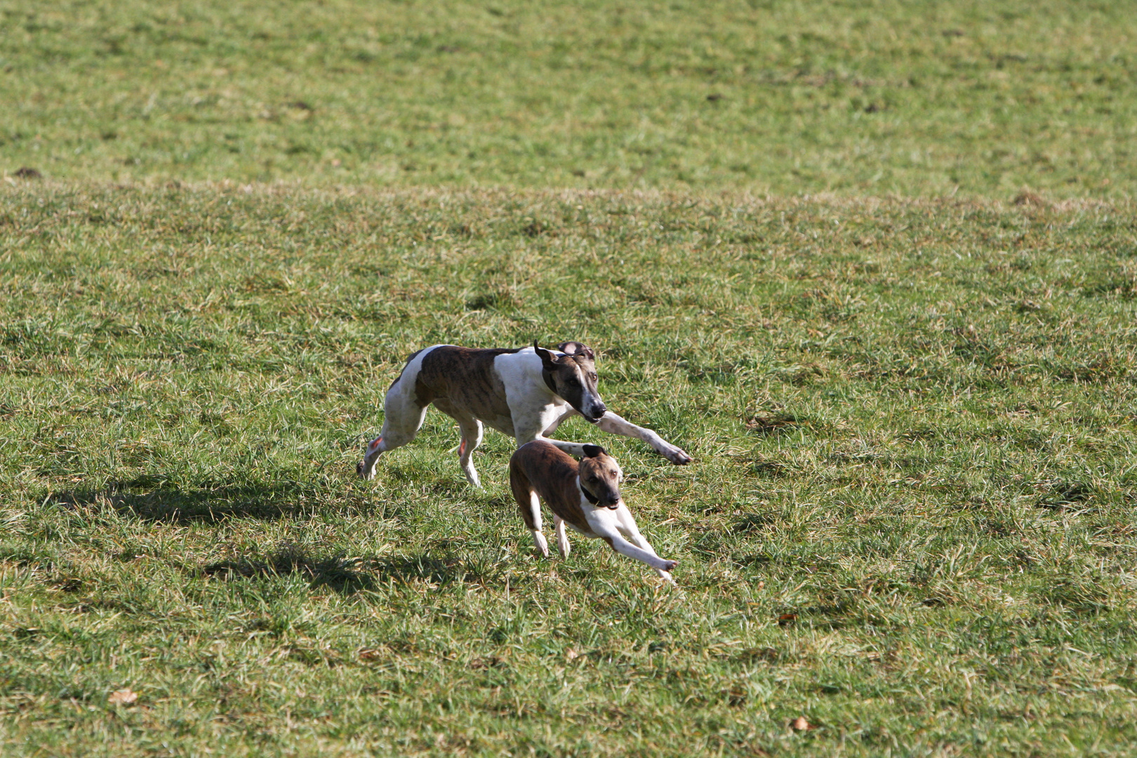 Magyar Agar dicht am Hasen  ( ,äh Whippet) :-)))