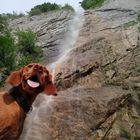 Magyar Viszler mit Wasserfall II