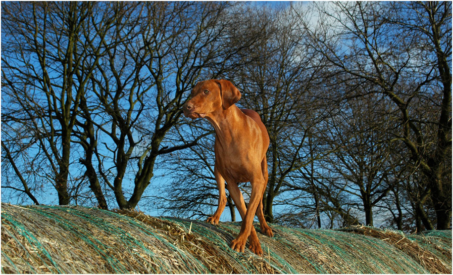 Magyar Vizsla 02/2008