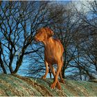 Magyar Vizsla 02/2008