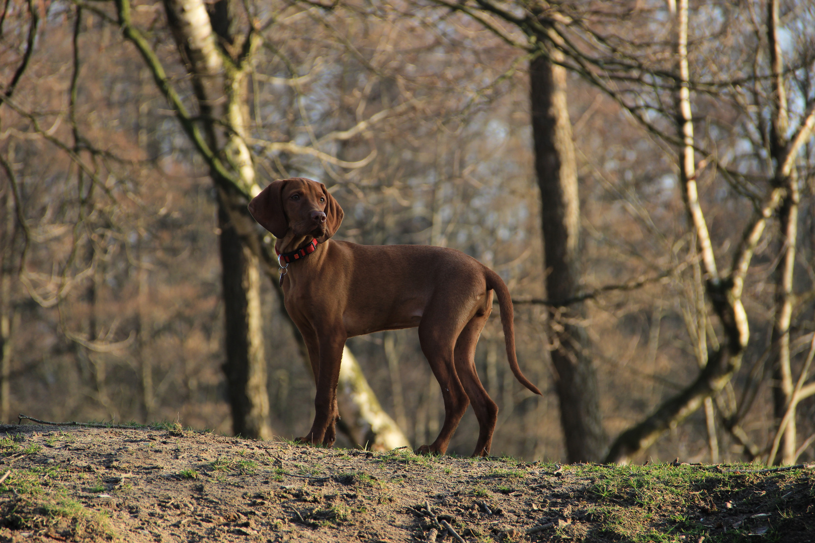 Magyar Vizsla