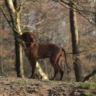 Magyar Vizsla