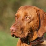 Magyar Vizsla