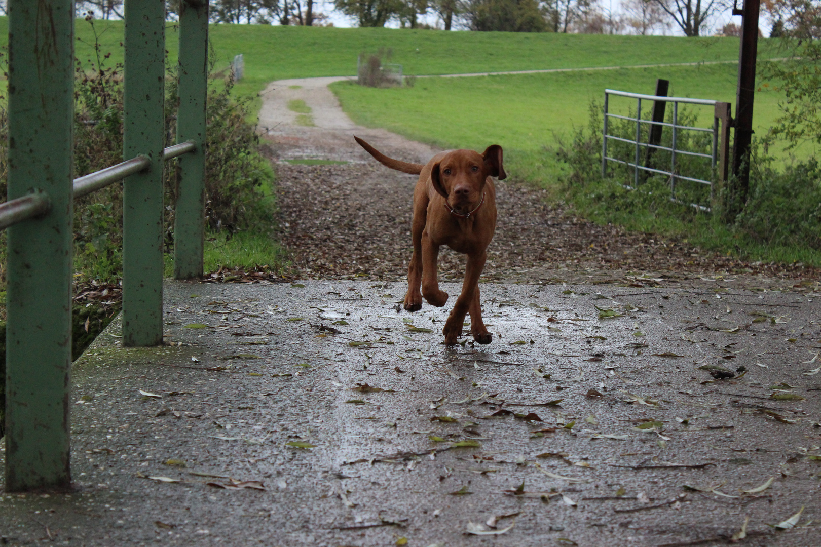 Magyar Vizsla