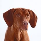 Magyar Vizsla