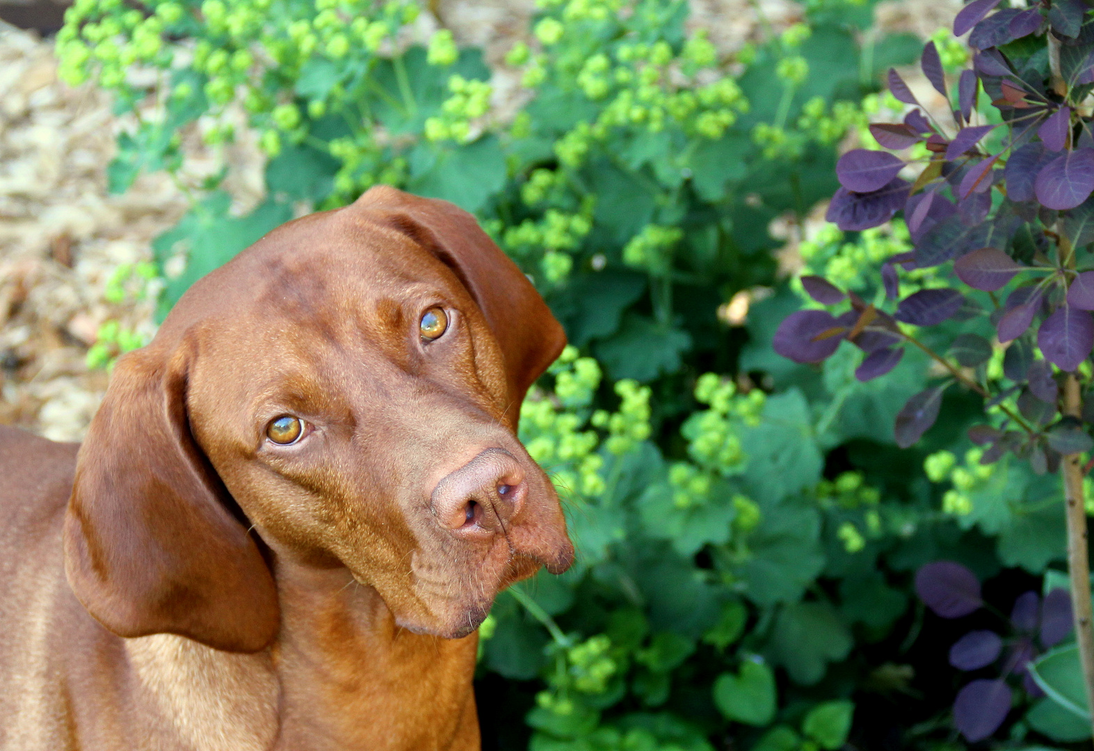 Magyar Vizsla Foto & Bild tiere, haustiere, hunde Bilder auf