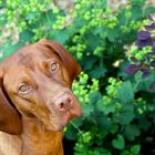 Magyar Vizsla