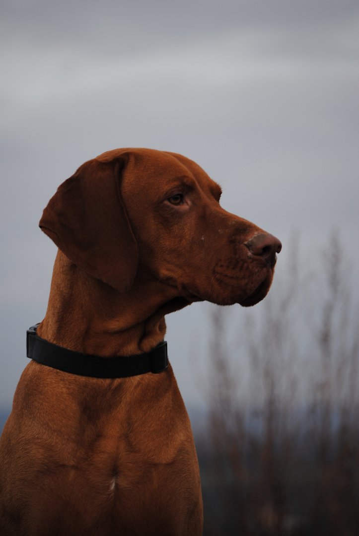 Magyar Vizsla