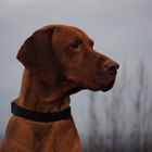 Magyar Vizsla