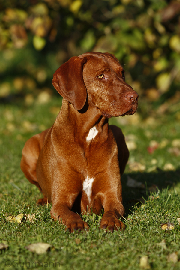 Magyar Vizsla