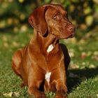 Magyar Vizsla