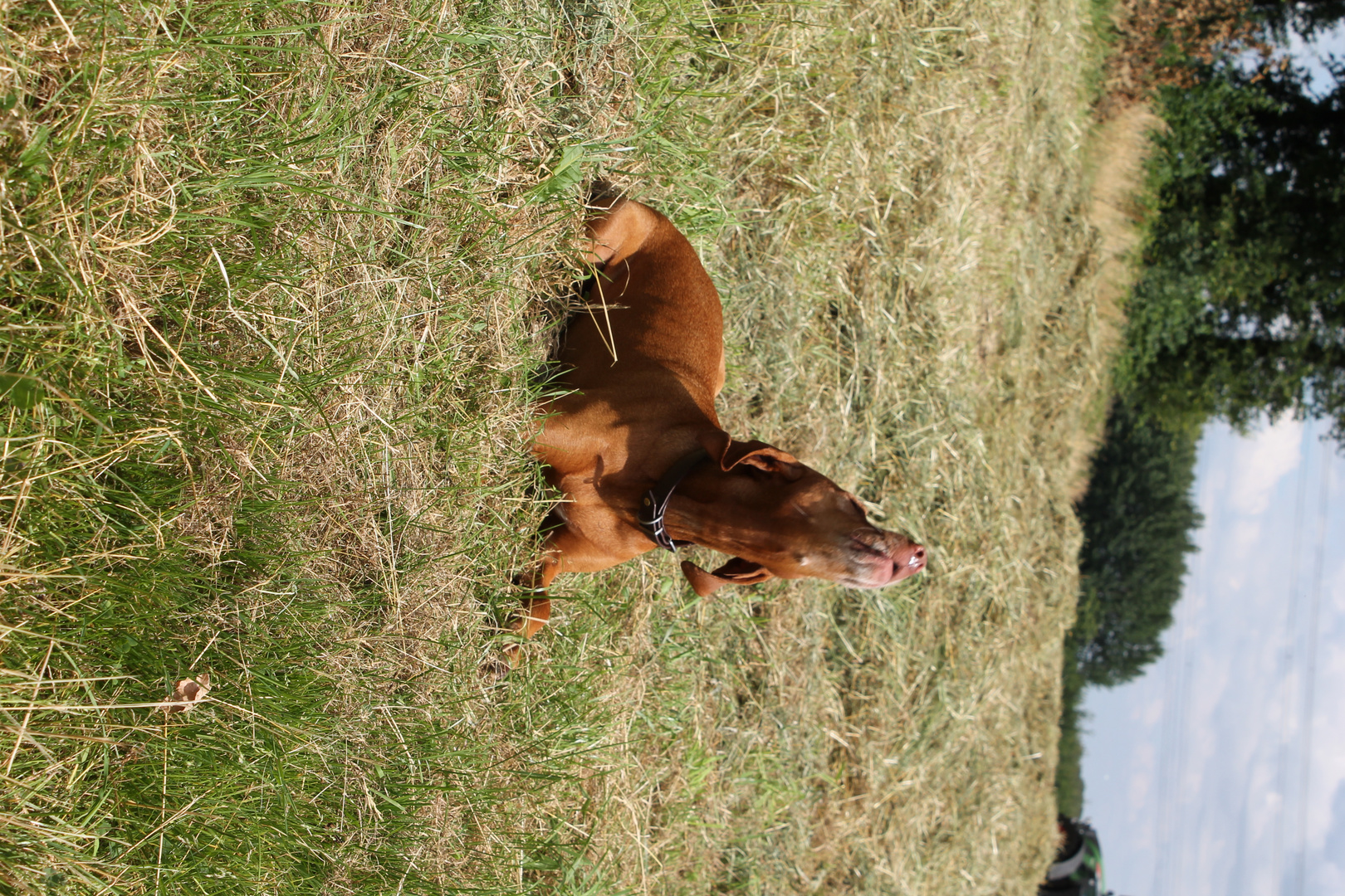 Magyar Vizsla am Rufen