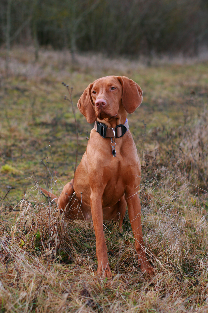 Magyar Vizsla Arani