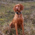 Magyar Vizsla Arani