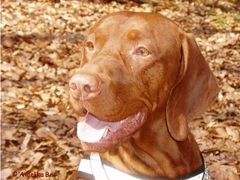 Magyar Vizsla Curtis