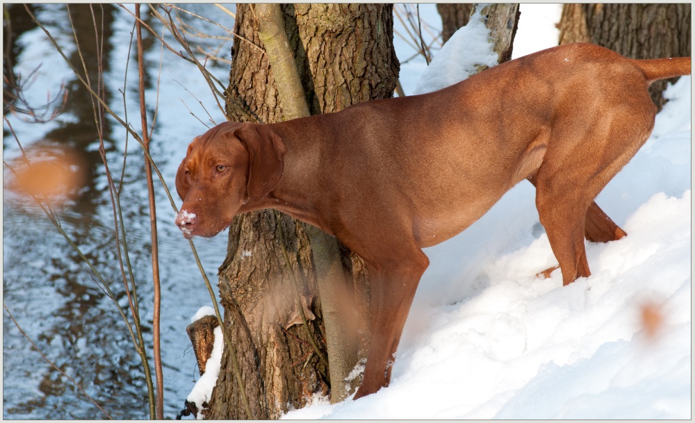 Magyar Vizsla - Da war was ...