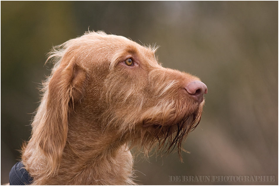 Magyar-Vizsla-Drahthaar