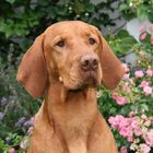 Magyar Vizsla