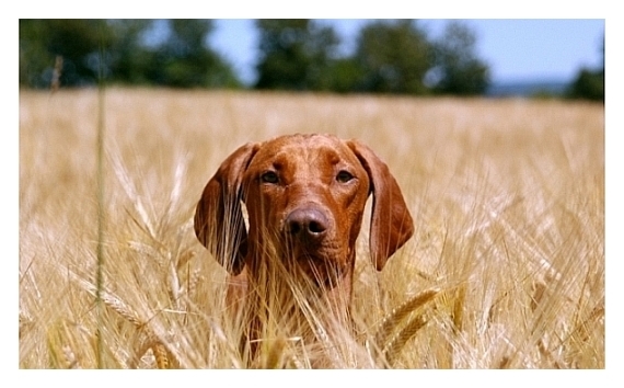 Magyar Vizsla & Friends 08/2007