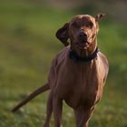 Magyar Vizsla im Lauf